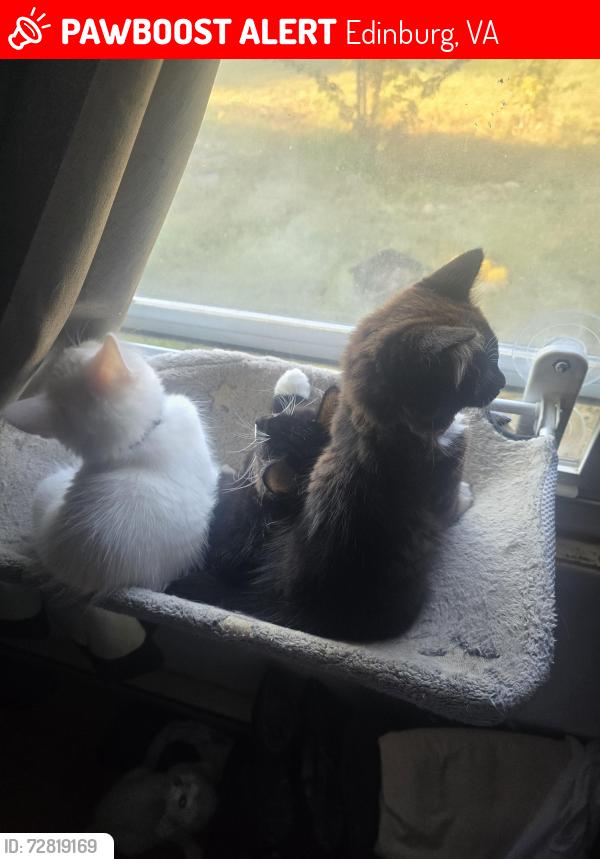 Lost Male Cat last seen Creekside campground , Edinburg, VA 22824