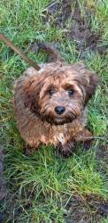 Lost Female Dog last seen Kemp close, Chatham, England 