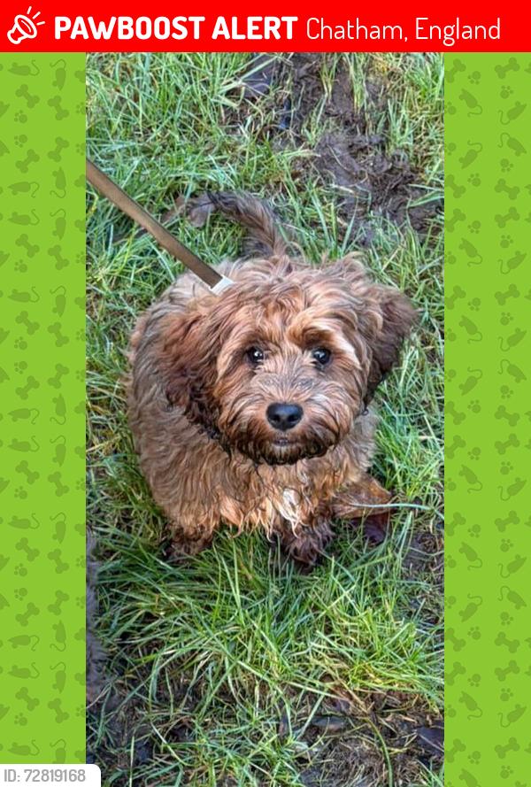 Lost Female Dog last seen Kemp close, Chatham, England 