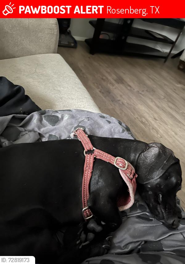 Lost Female Dog last seen Near FM-360, Rosenberg TX 77471, Rosenberg, TX 77471