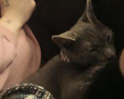 Lost Male Cat last seen Providence rd, Oxford, NC 27565