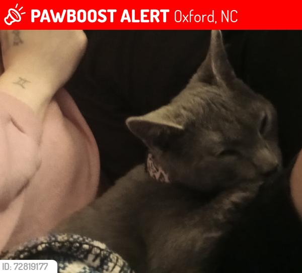 Lost Male Cat last seen Providence rd, Oxford, NC 27565