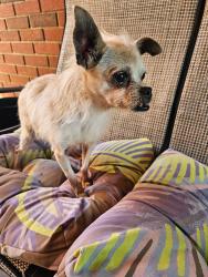 Found/Stray Female Dog last seen Harrison Bridge Rd, Simpsonville, SC 29680