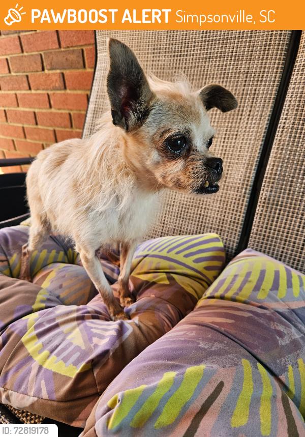 Found/Stray Female Dog last seen Harrison Bridge Rd, Simpsonville, SC 29680
