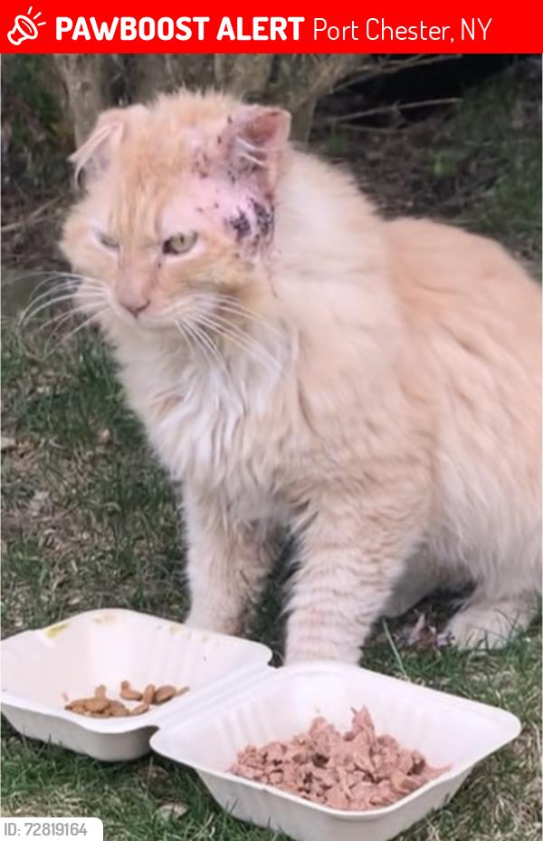 Lost Male Cat last seen parker street port chester ny, Port Chester, NY 10573