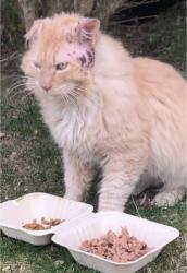 Lost Male Cat last seen parker street port chester ny, Port Chester, NY 10573