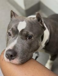 Lost Female Dog last seen Brick Church Pike, Nashville, TN 37207