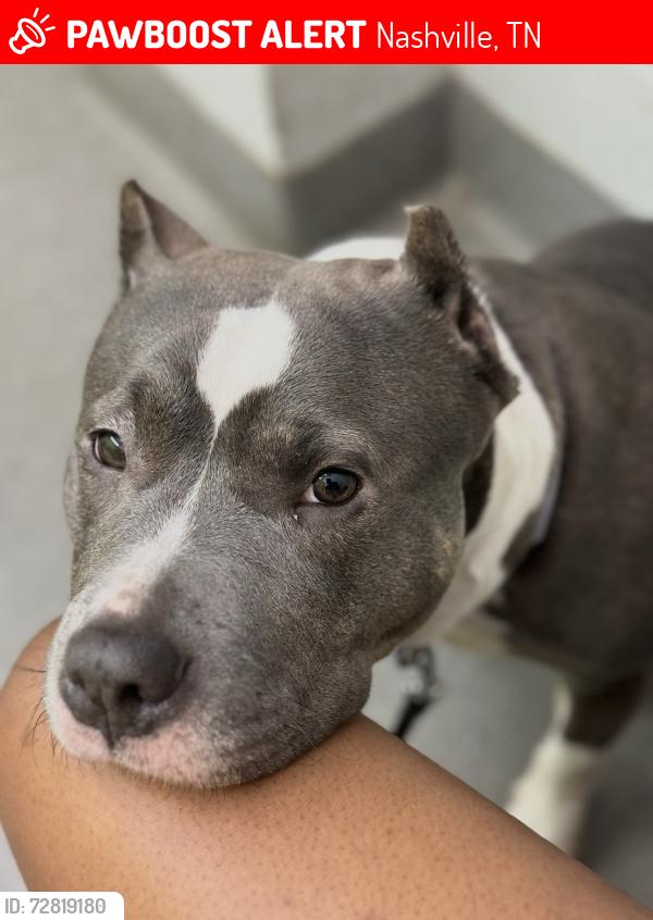 Lost Female Dog last seen Brick Church Pike, Nashville, TN 37207