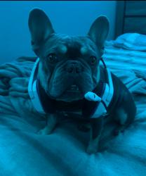 Lost Male Dog last seen streets, Sacramento, CA 95815