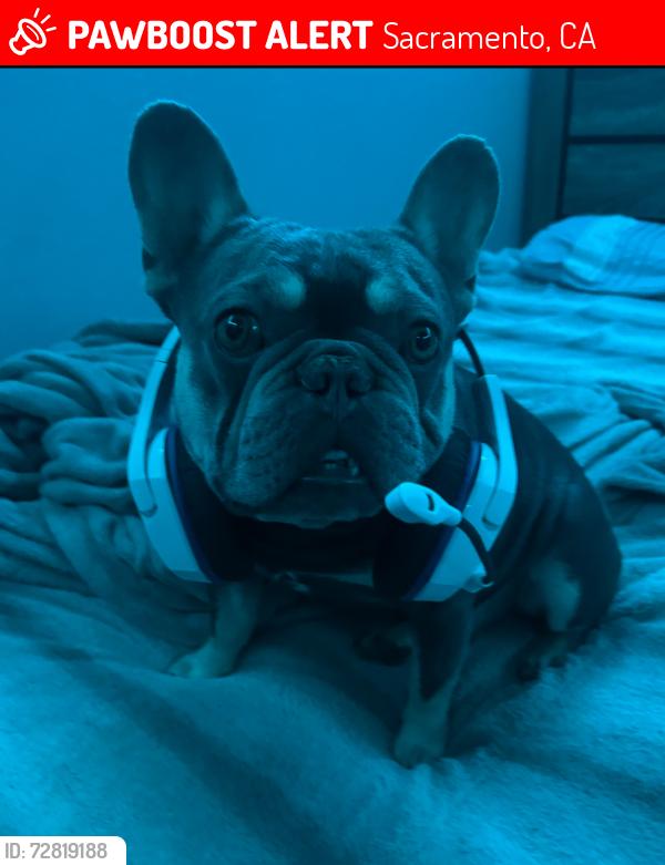 Lost Male Dog last seen streets, Sacramento, CA 95815