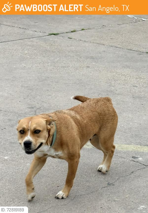 Found/Stray Female Dog last seen Near W 14th St, San Angelo, TX 76903, San Angelo, TX 76903