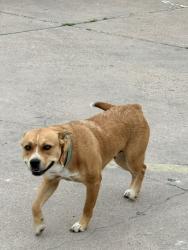 Found/Stray Female Dog last seen Near W 14th St, San Angelo, TX 76903, San Angelo, TX 76903