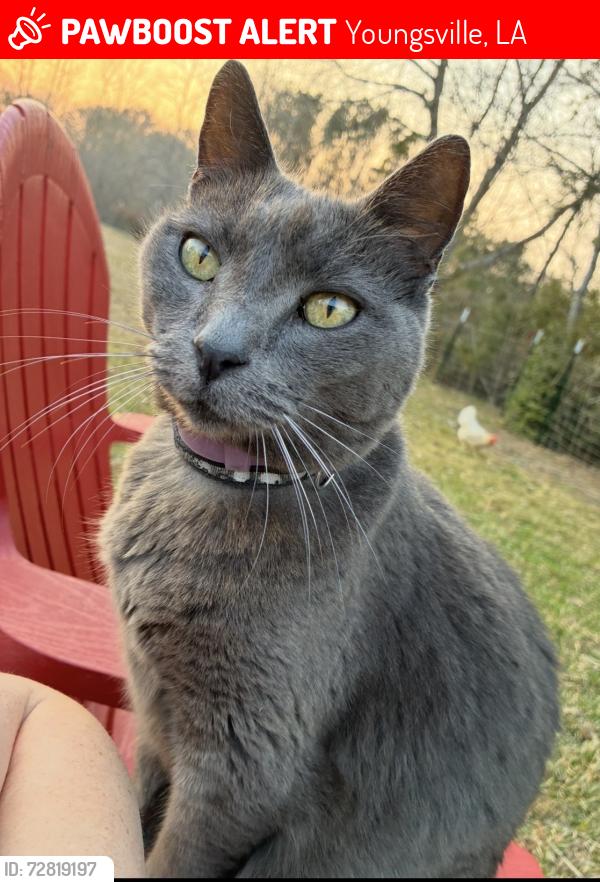 Lost Male Cat last seen La 89 and Linden Lewis, Youngsville, LA 70592