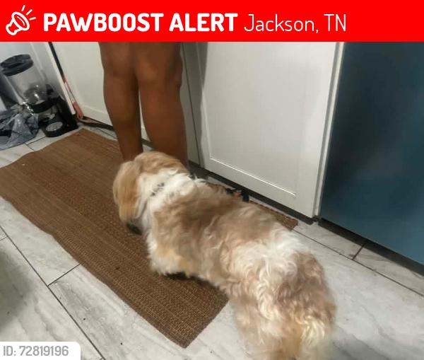 Lost Male Dog last seen Fairview Blvd & Edgewater Cove , Jackson, TN 38305