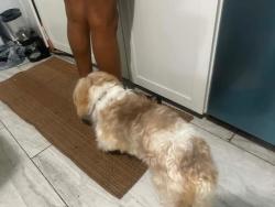Lost Male Dog last seen Fairview Blvd & Edgewater Cove , Jackson, TN 38305