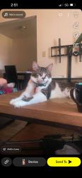 Lost Male Cat last seen Wick and pelham, Taylor, MI 48180