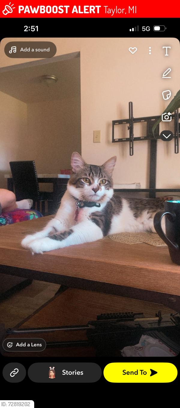 Lost Male Cat last seen Wick and pelham, Taylor, MI 48180