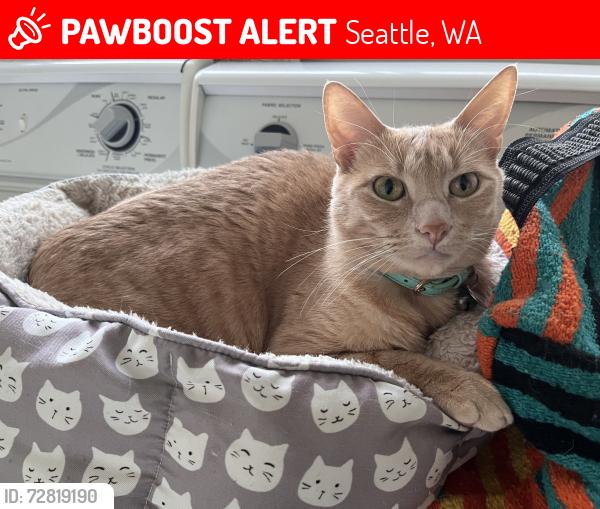 Lost Male Cat last seen Sound point country club, Seattle, WA 98115