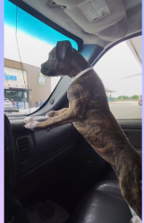 Lost Female Dog last seen Thomas Rd, Pharr, TX 78577