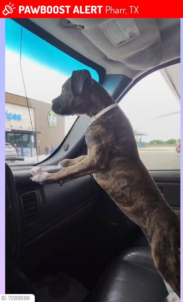 Lost Female Dog last seen Thomas Rd, Pharr, TX 78577