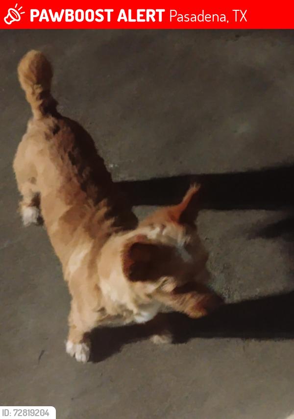 Lost Male Dog last seen queens, Pasadena, TX 77502