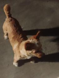 Lost Male Dog last seen queens, Pasadena, TX 77502