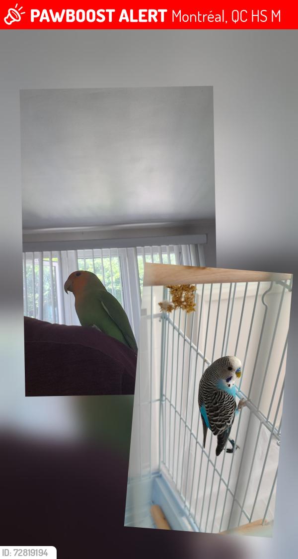 Lost Unknown Bird last seen Côte-des-Neiges, Montréal, QC H3S 1M3