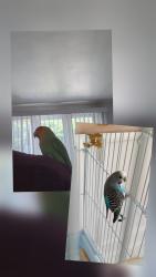 Lost Unknown Bird last seen Côte-des-Neiges, Montréal, QC H3S 1M3