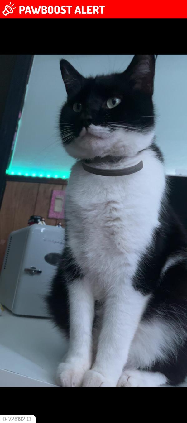 Lost Male Cat last seen North turner rd, Austintown Township, OH 44515