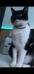 Lost Male Cat last seen North turner rd , Austintown Township, OH 44515