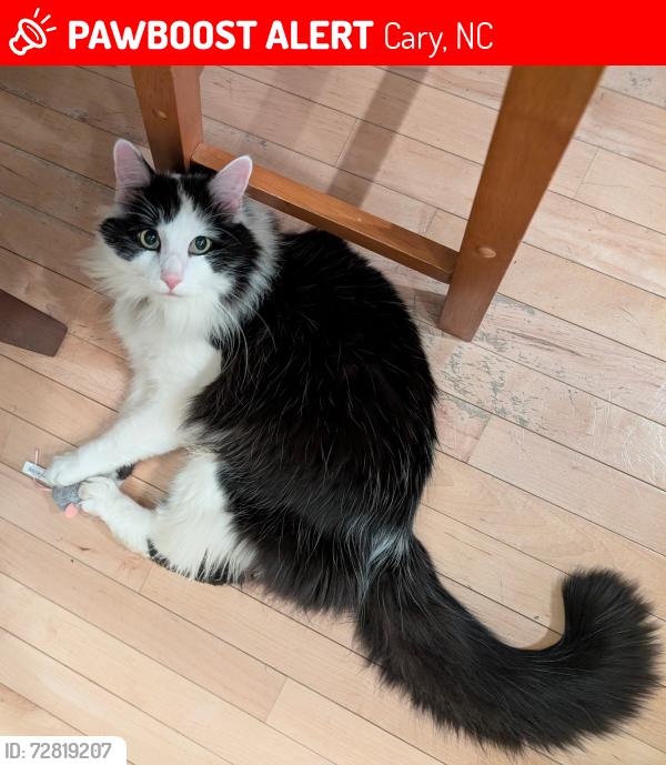 Lost Male Cat last seen Davis Dr. and Waldo Rood, Cary, NC 27519