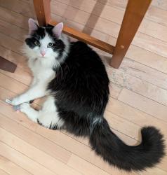 Lost Male Cat last seen Davis Dr. and Waldo Rood, Cary, NC 27519