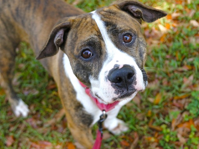 Shelter Stray Male Dog last seen Near BLOCK EASTWOOD DR, TALLAHASSEE FL 32301, Tallahassee, FL 32311