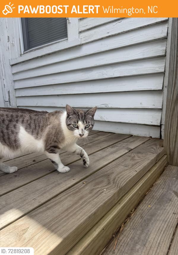 Found/Stray Female Cat last seen market and 17th, Wilmington, NC 28401