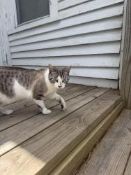 Found/Stray Female Cat last seen market and 17th, Wilmington, NC 28401