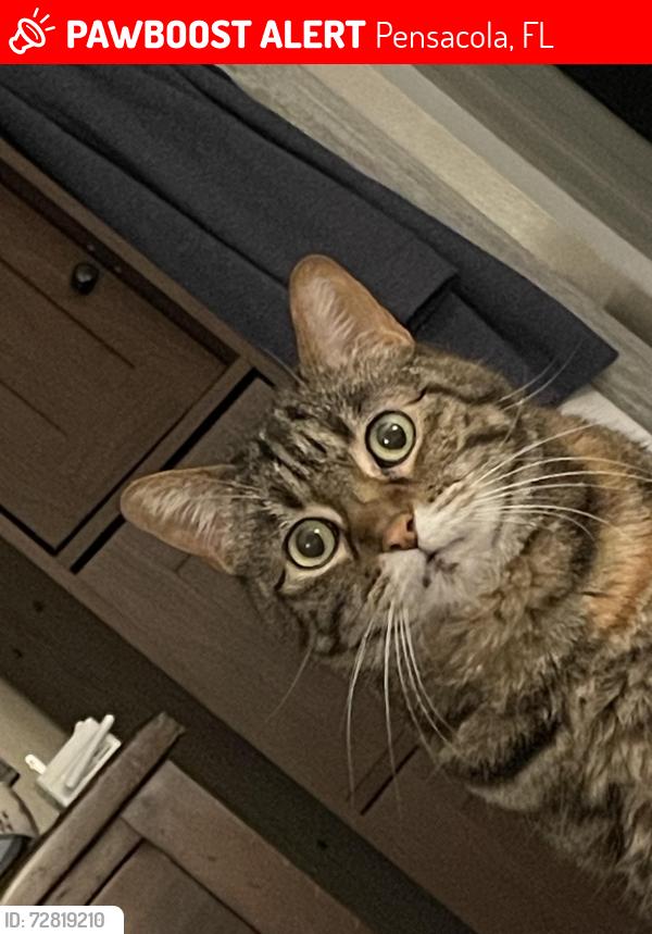 Lost Female Cat last seen St Regis, Pensacola, FL 32505