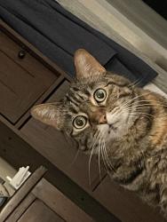 Lost Female Cat last seen St Regis, Pensacola, FL 32505