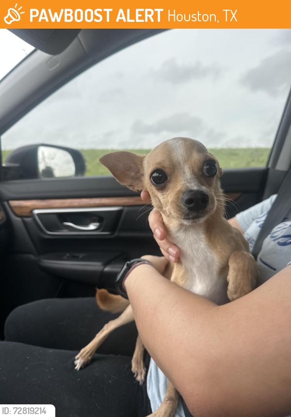 Found/Stray Male Dog last seen Richmond Ave, Houston, TX 77082
