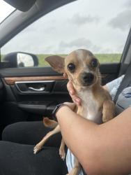 Found/Stray Male Dog last seen Richmond Ave, Houston, TX 77082