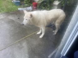 Found/Stray Unknown Dog last seen Beaverdale Ga, Whitfield County, GA 30721