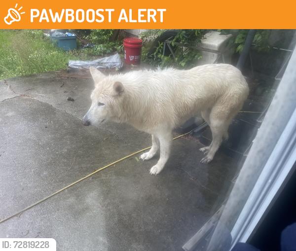 Found/Stray Unknown Dog last seen Beaverdale Ga, Whitfield County, GA 30721