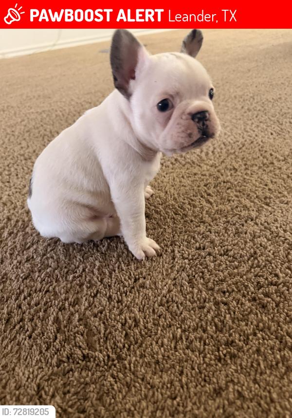Lost Male Dog last seen Salió por puerta de atrás de mi hogar , Leander, TX 78641
