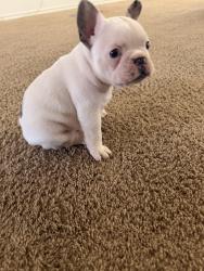 Lost Male Dog last seen Salió por puerta de atrás de mi hogar , Leander, TX 78641