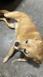 Found/Stray Female Dog last seen Gaston rd and Lightwood knot , Spartanburg County, SC 29375