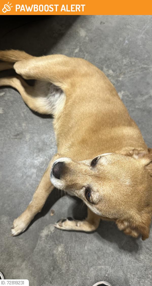 Found/Stray Female Dog last seen Gaston rd and Lightwood knot , Spartanburg County, SC 29375