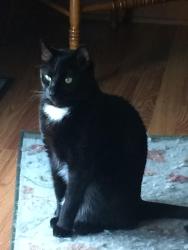 Reunited Male Cat last seen Claridan Rd and Birchwood area, Nashville, NC 27856