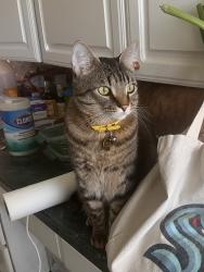 Lost Male Cat last seen Sand Point country club, Seattle, WA 98115