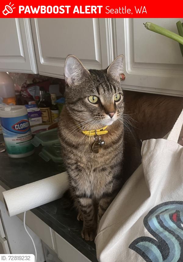 Lost Male Cat last seen Sand Point country club, Seattle, WA 98115