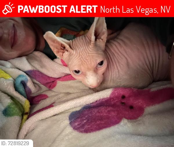 Lost Female Cat last seen Lossee, North Las Vegas, NV 89086