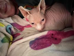 Lost Female Cat last seen Lossee, North Las Vegas, NV 89086